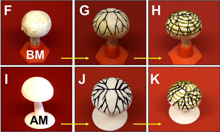 Гриб, превращенный в генератор электричества