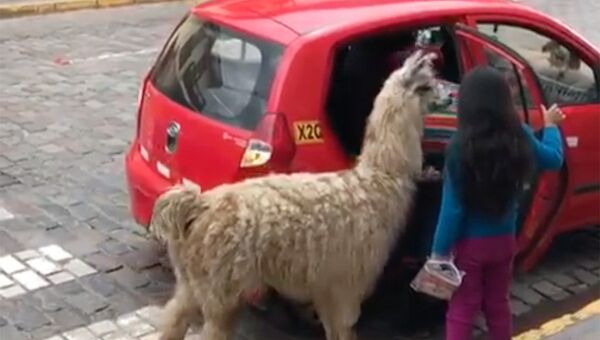 Кадр из видео, на котором альпака садится в такси в Перу
