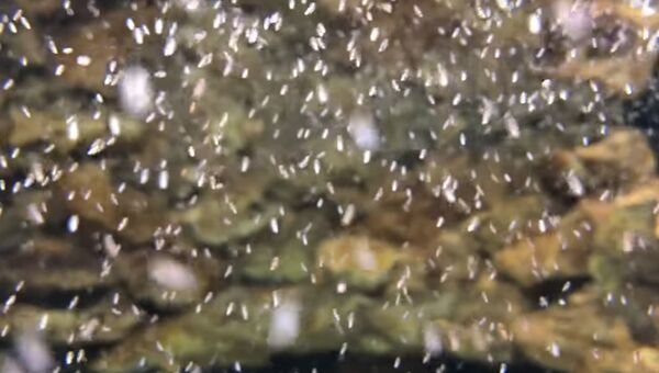 Детеныши осьминогов в аквариуме
