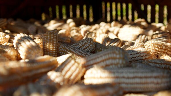 Сбор урожая кукурузы в Абхазском селе Лыхны
