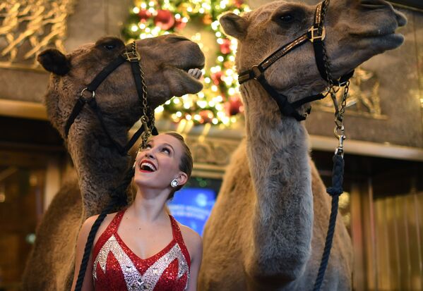 Участница рождественского мюзикла Radio City Christmas Spectacular позирует с верблюдами