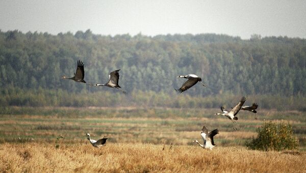 Журавли летят над полем в Заказнике Журавлиная родина. Архивное фото