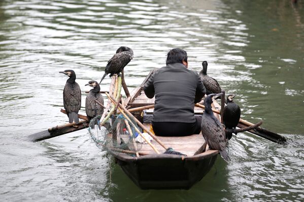 Рыбак плывет в лодке с птицами по реке Учжэнь, Китай 