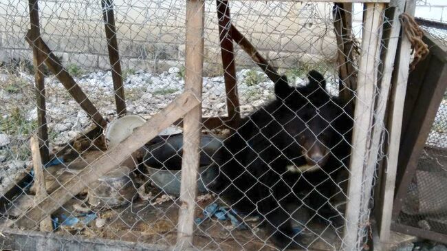 Гималайский медвежонок, изъятый департаментом охотнадзора Приморья у местных жителей. 8 ноября 2018