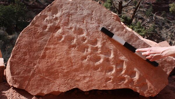 Отпечатки лап древнейшего пресмыкающегося Земли, найденные в Большом Каньоне