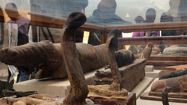 Обнаруженные в Саккаре мумифицированные кобры