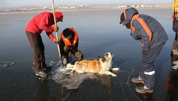 Сотрудники поисково-спасательной службы Забайкалпожспаса вытащили из озера Кенон в Чите собаку, вмёрзшую в лёд