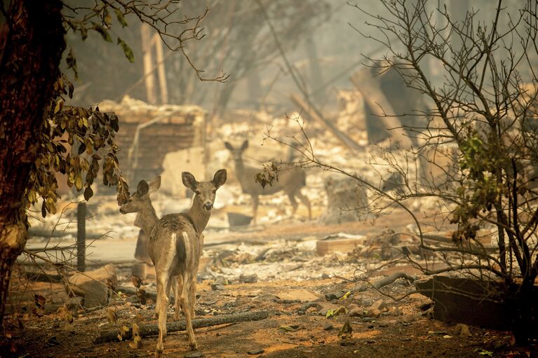 Олени гуляют возле сгоревшего дома в Калифорнии