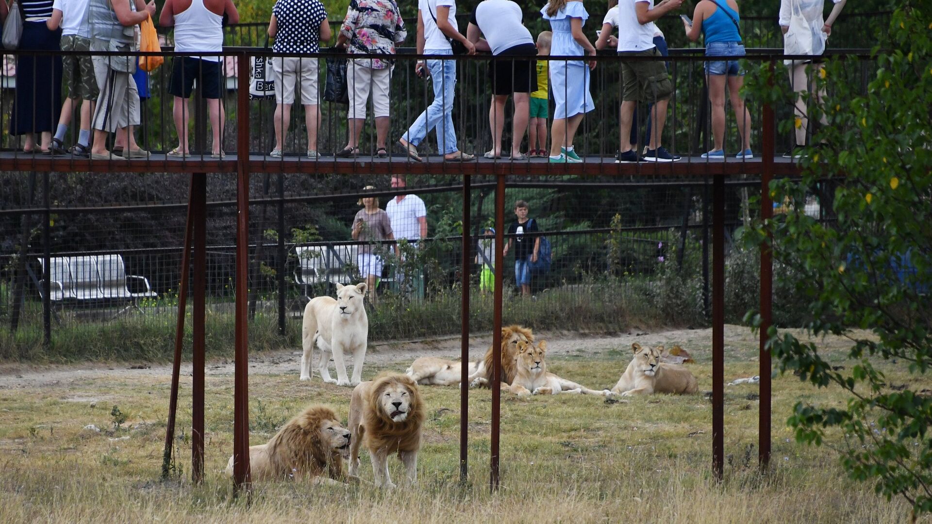 Посетители и львы в крымском сафари-парке Тайган - РИА Новости, 1920, 12.06.2020