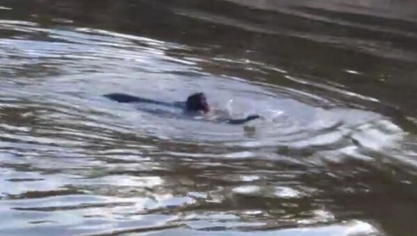 Кадр из видео, на котором обезьяна переплывает из Бразилии в Боливию