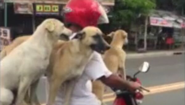 Кадр из видео, на котором мотоциклист перевозит трех собак