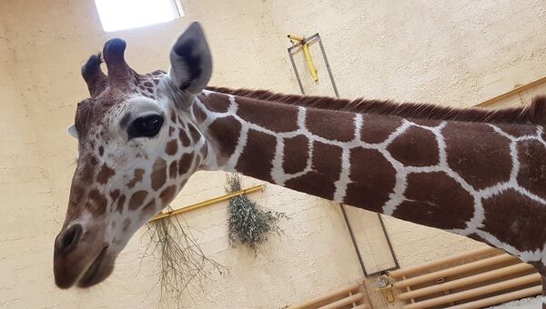 Жираф по кличке Сафари в зоопарке Белгорода