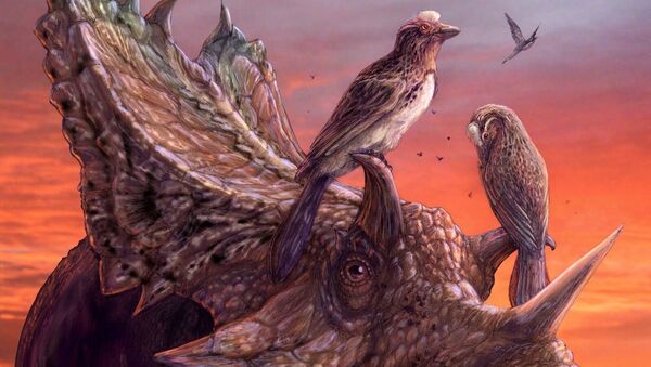 Древние птицы-мирарки, научившиеся летать отдельно от предков современных пернатых