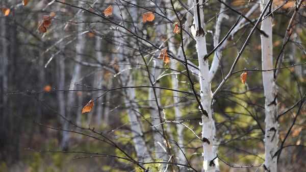Березовый лес осенью. Архивное фото