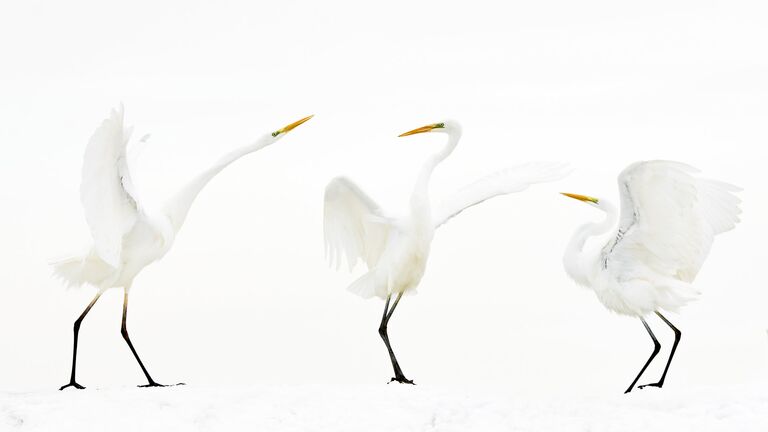 Работа победителя конкурса Nature Photographer of The Year 2018. Bence Maté