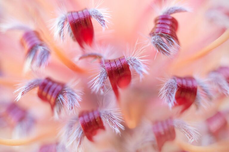 Работа победителя конкурса Nature Photographer of The Year 2018. Bart-Siebelink