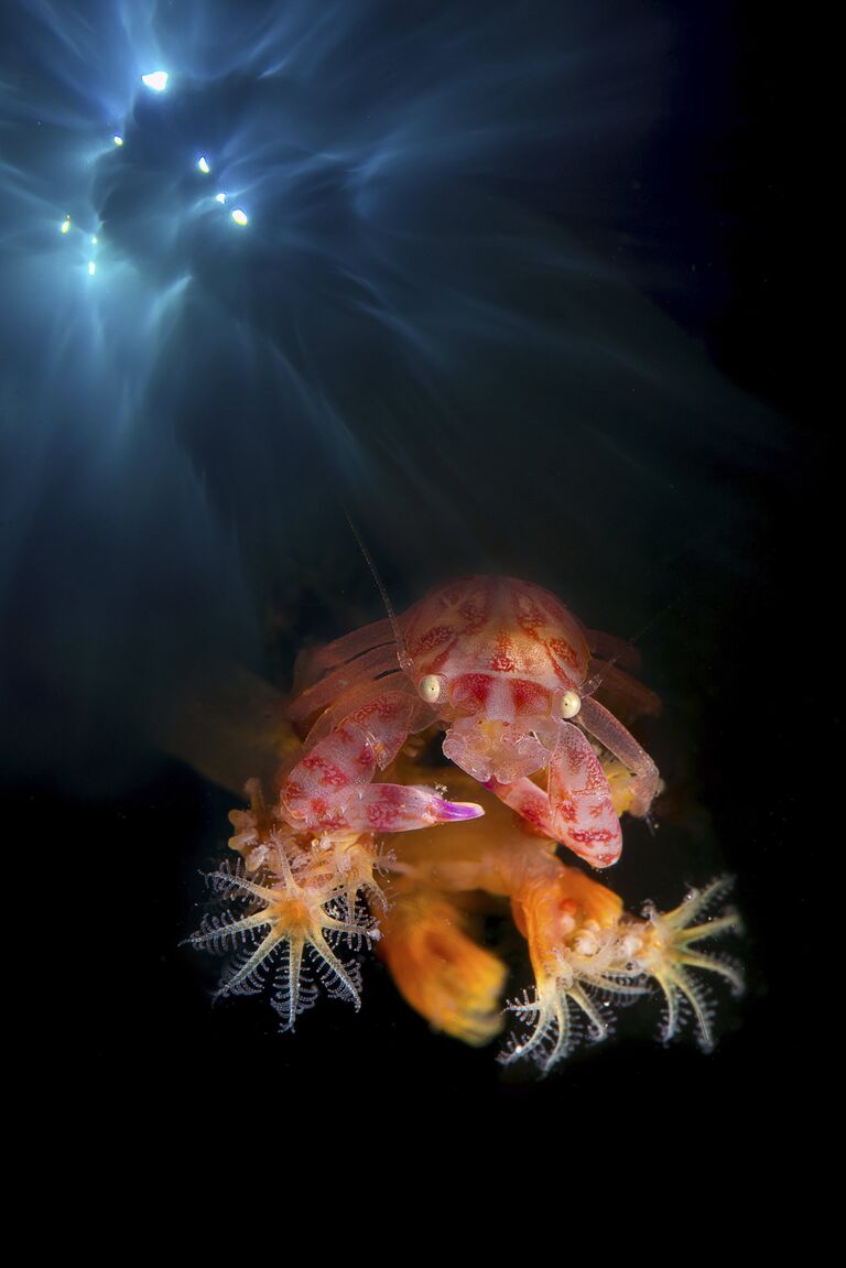 Работа победителя конкурса Nature Photographer of The Year 2018. Marchione Giacomo