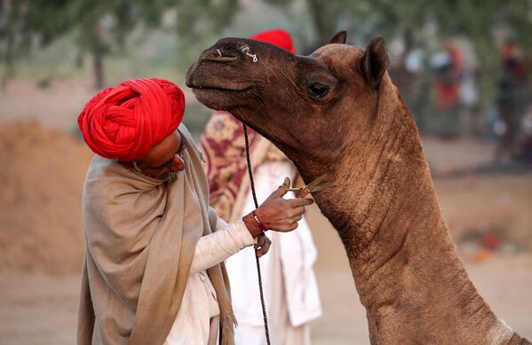 Пастух стрижет шерсть верблюду на Ярмарке верблюдов в Пушкаре, Индия 