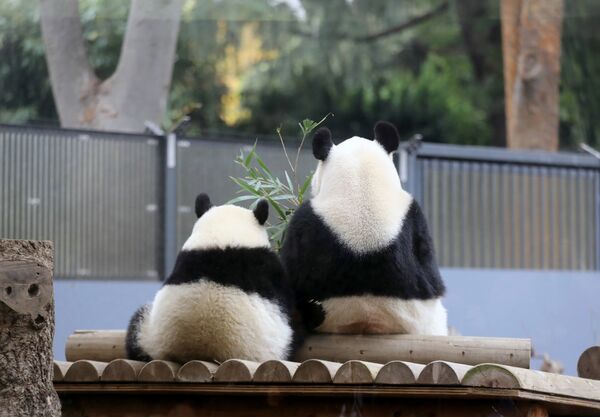 Панда Сян Сян сидит рядом со своей матерью Шин Шин в зоопарке Уэно в Токио, Япония 