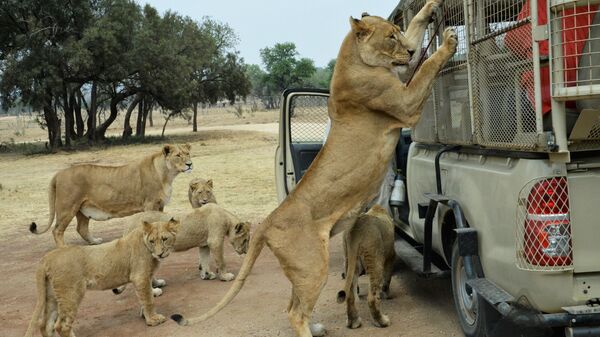 Львица с детенышами у машины с туристами в Львином сафари-парке возле города Претория, ЮАР 