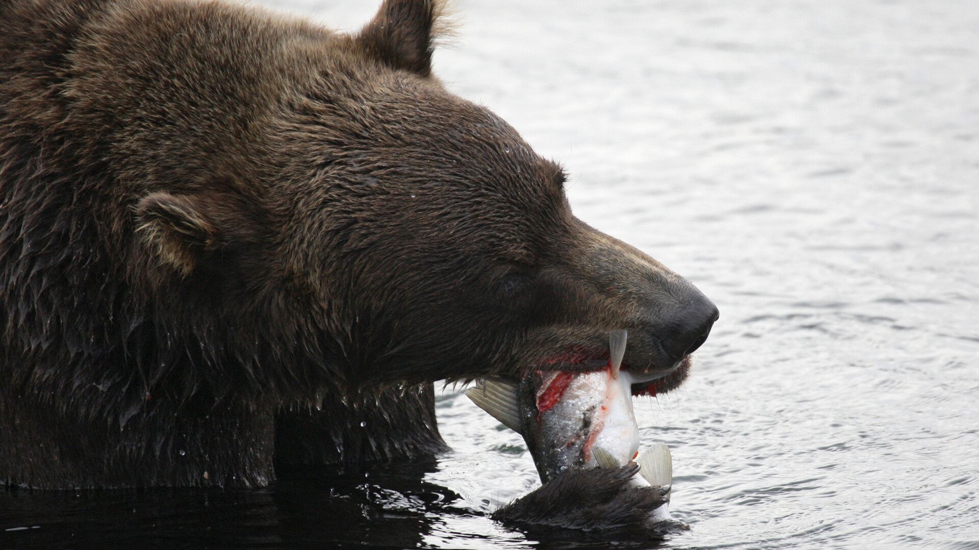 Медведь охотится на рыбу на Курильском озере в Южно-Камчатском заказнике - РИА Новости, 1920, 26.11.2020