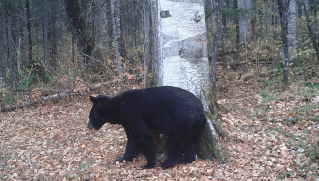 Танцующий у березы медведь попал на камеру в нацпарке Бикин в Приморье