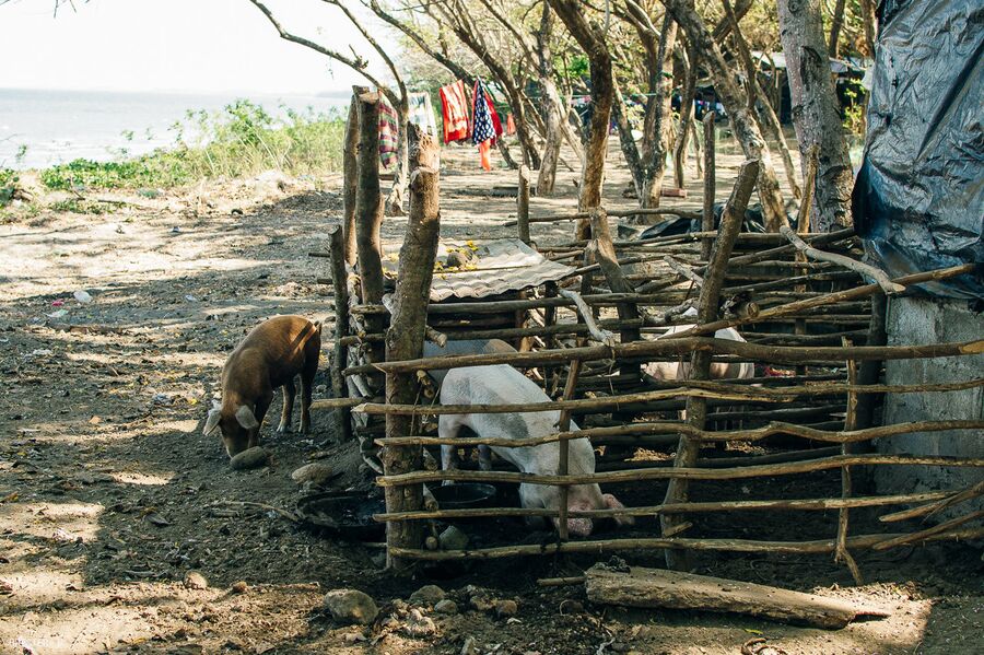 Скот местных жителей в Никарагуа