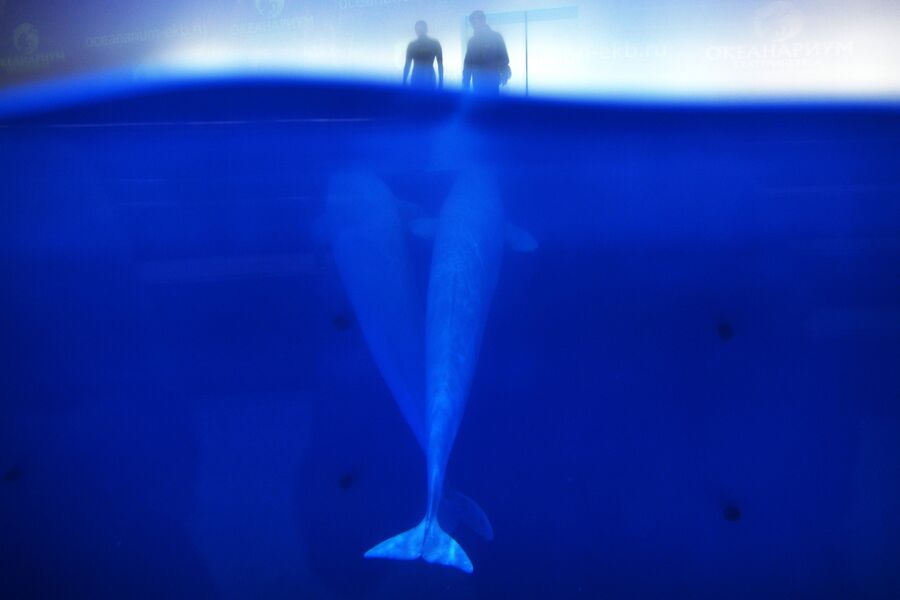 Дрессировщики с белухами во время репетиции дельфин-шоу Легенда начинается в океанариуме Дельфин в Екатеринбурге