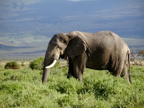 Слоны в новых условиях не сразу заводят новые знакомства - ученые