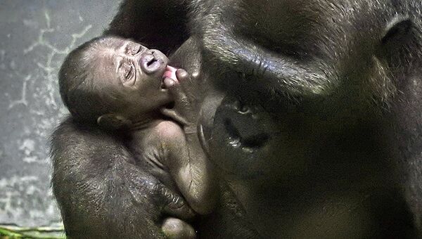 Детеныш редкой равнинной гориллы в Московском зоопарке