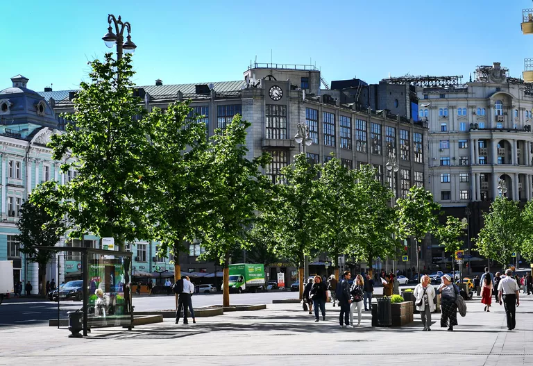 Липы на Тверской улице в Москве Липы на Тверской улице в Москве