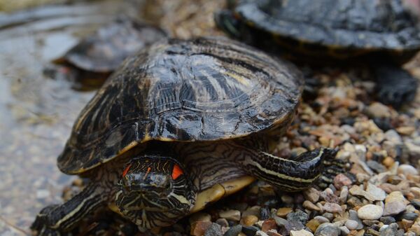 Красноухие черепахи в водоеме Аптекарского огорода