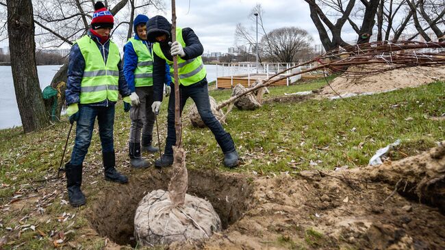 Высадка деревьев и кустарников в парке 850-летия Москвы