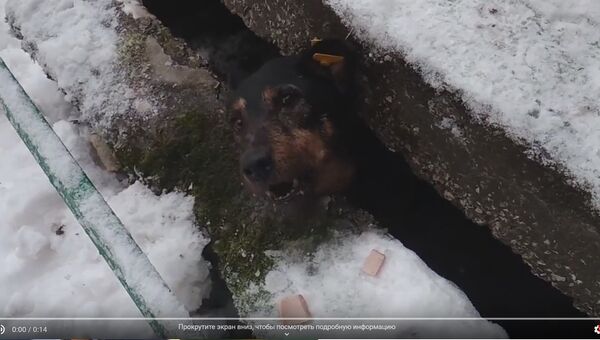 Пермские спасатели помогли собаке выбраться из-под бетонной плиты. Скриншот видео