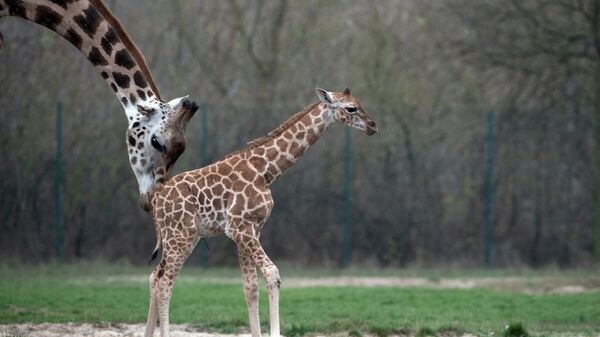 Новорожденный жираф с матерью в берлинском зоопарке