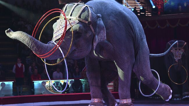 Слон во время выступления на арене цирка