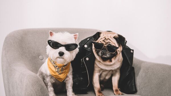 Собаки в солнечных очках