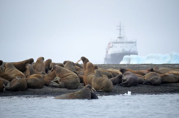 Атлантические моржи на территории архипелага Земля Франца-Иосифа в Северном Ледовитом океане
