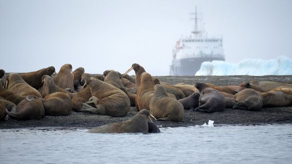 Атлантические моржи на территории архипелага Земля Франца-Иосифа в Северном Ледовитом океане
