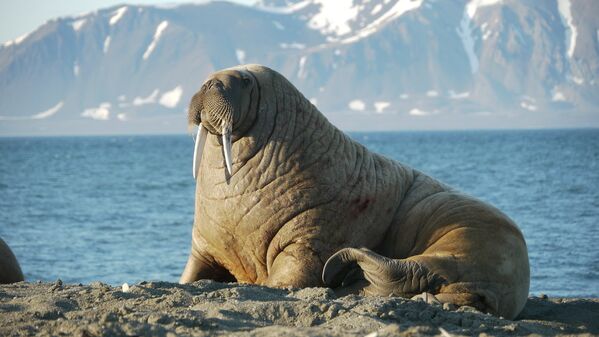 Атлантический морж на территории архипелага Земля Франца-Иосифа в Северном Ледовитом океане