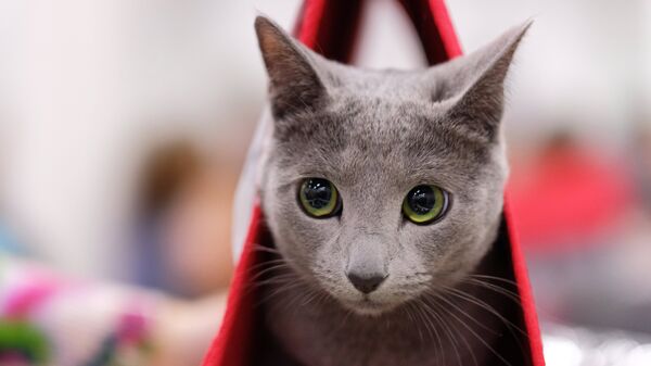 Кошка породы русская голубая на выставке КоШарики Шоу в Сокольниках