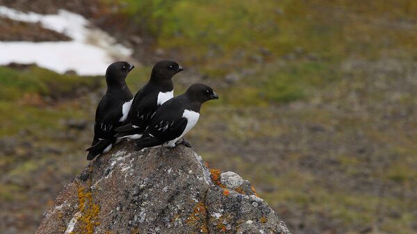 Орнитологи обсудили учет и сохранение перелетных птиц Арктики