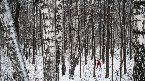 Женщина катается на лыжах в лесу. Архивное фото