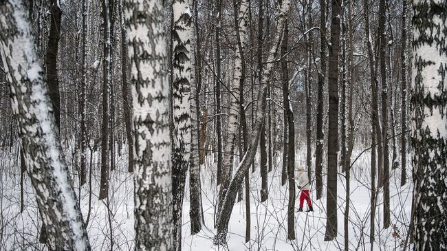 Женщина катается на лыжах в лесу. Архивное фото