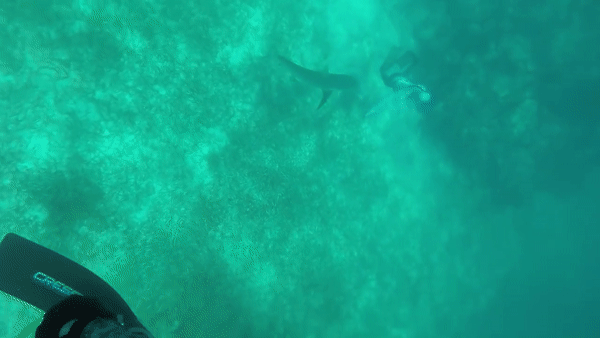 Нападение акулы на Багамах