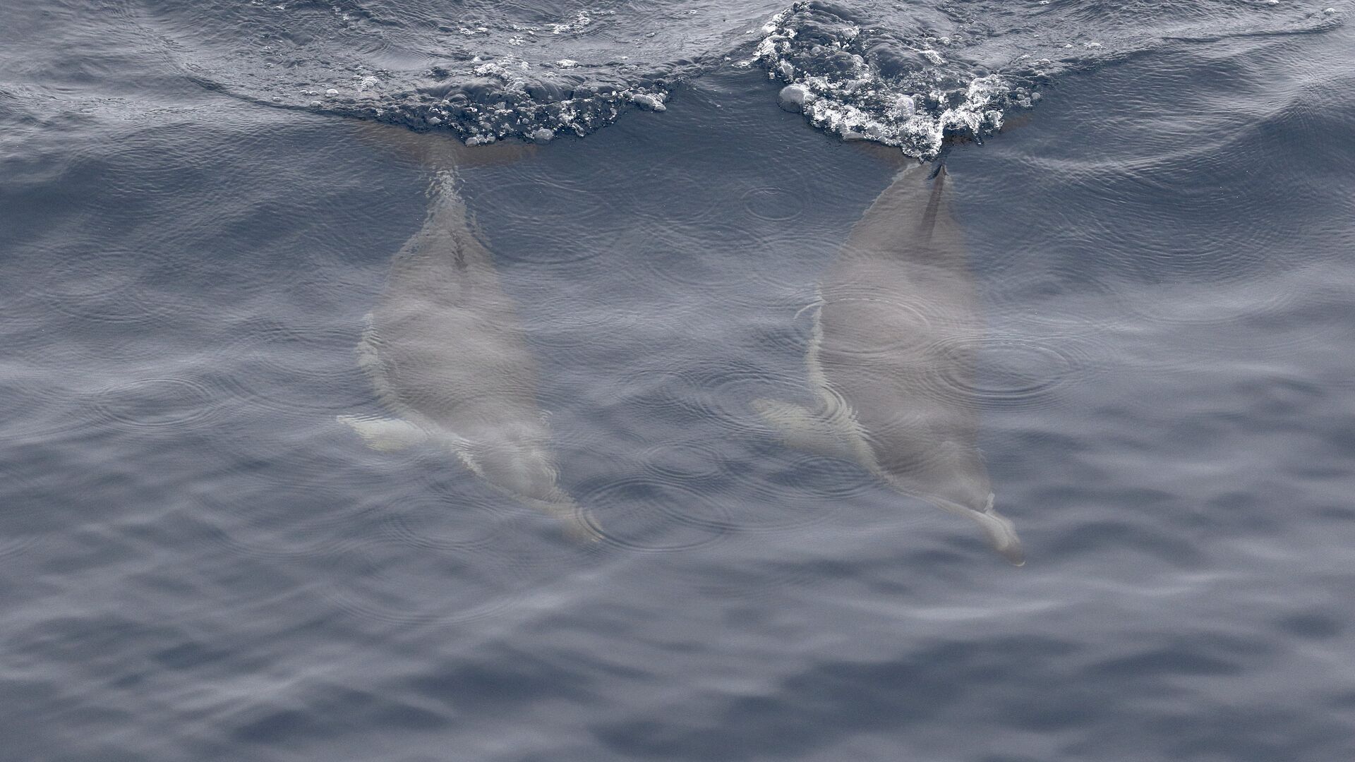 Дельфины у побережья Австралии - РИА Новости, 1920, 05.12.2020
