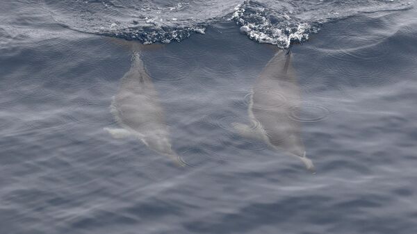Дельфины у побережья Австралии