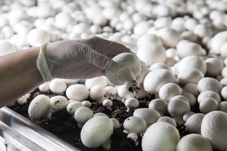 Выращивание шампиньонов Выращивание шампиньонов