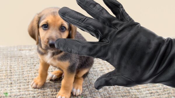 Мужская рука в перчатке возле собаки