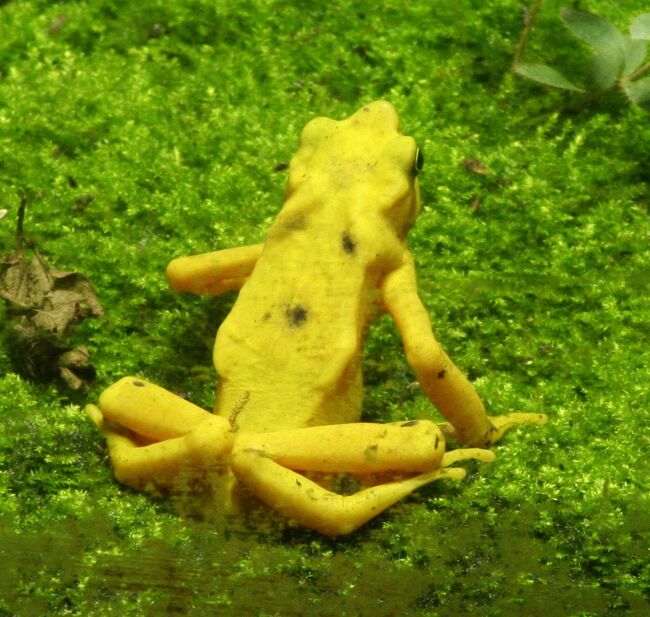 Жаба вида Atelopus sonsonensis